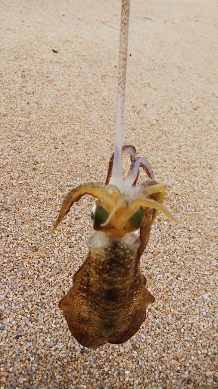 午後からエギング